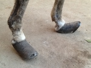 Waheed's hooves